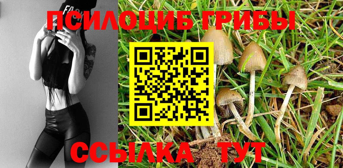 Псилоцибиновые грибы Psilocybe Азов